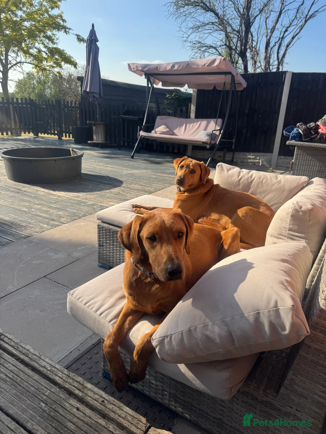 Labrador Retriever dogs for stud: FOX RED LABRADOR FOR STUD ONLY  - Advert 7