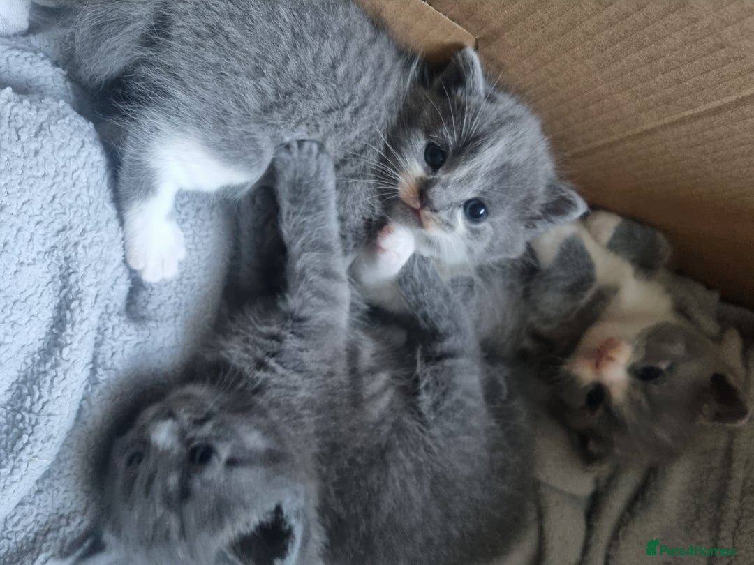 British Shorthair cats for sale: Adorable British Shorthair x Persian Kittens  - Image 29