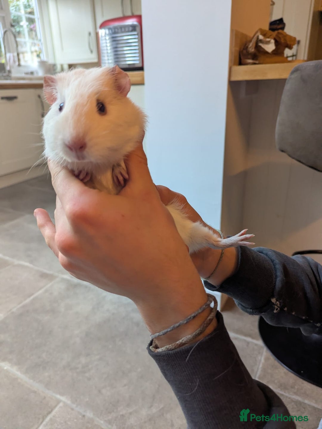 Guinea Pig rodents for sale: Rescue female guinea pigs  - Image 3