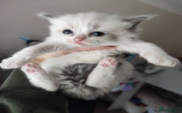 Ragdoll cats for sale: Beautiful ragdolls  - Image 11