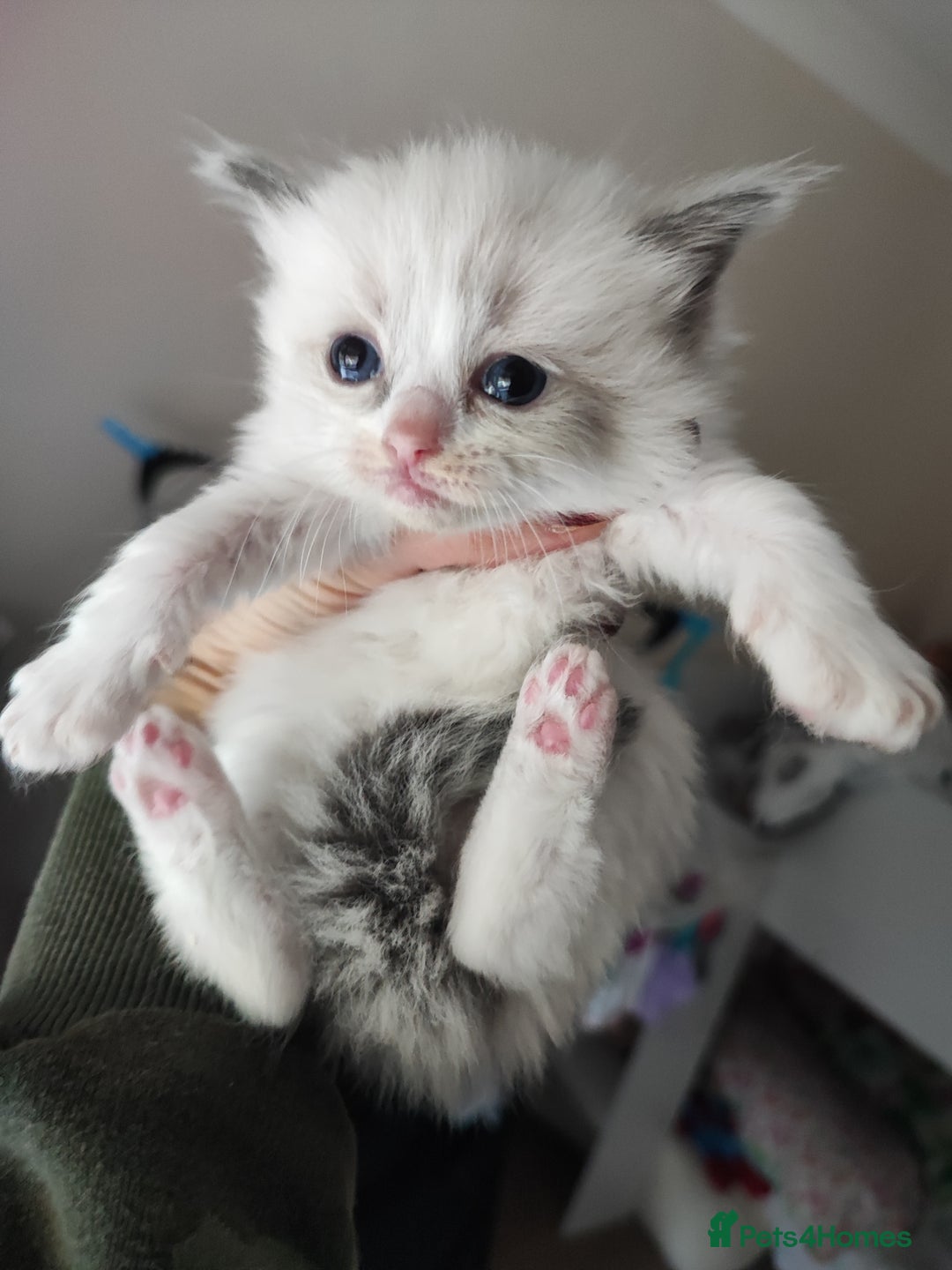 Ragdoll cats for sale: Beautiful ragdolls  - Image 11