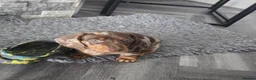 Miniature Dachshund dogs for sale: Beautiful Miniature Dachshund Puppies  in Coventry - Advert 5