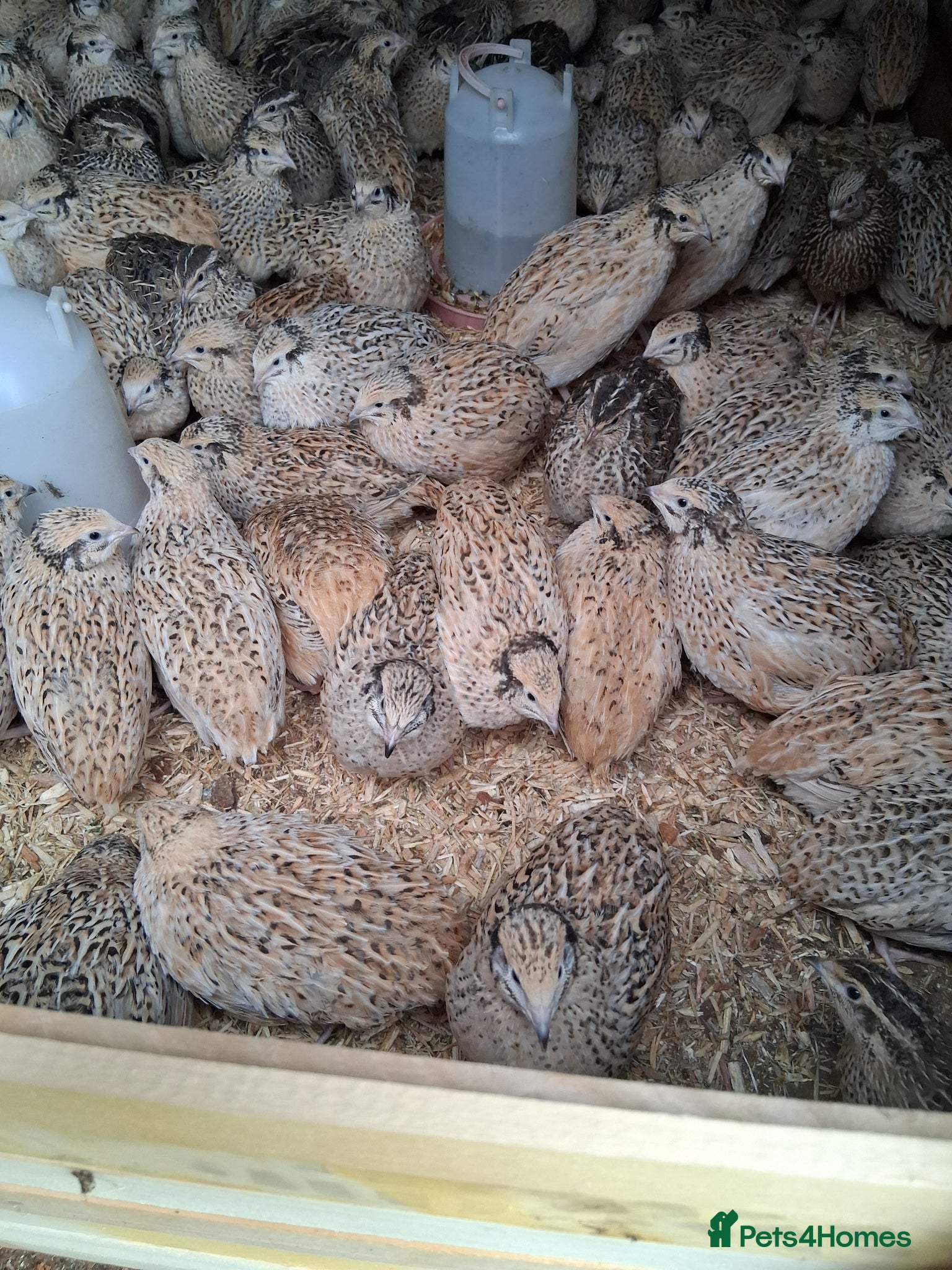 Quail poultry Japanese quail all female  - Advert 13