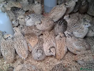 Quail poultry Japanese quail all female - Advert 13
