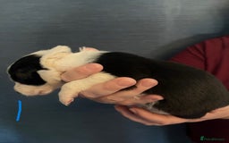 Border Collie dogs for sale: Border Collie Puppies - Image 3