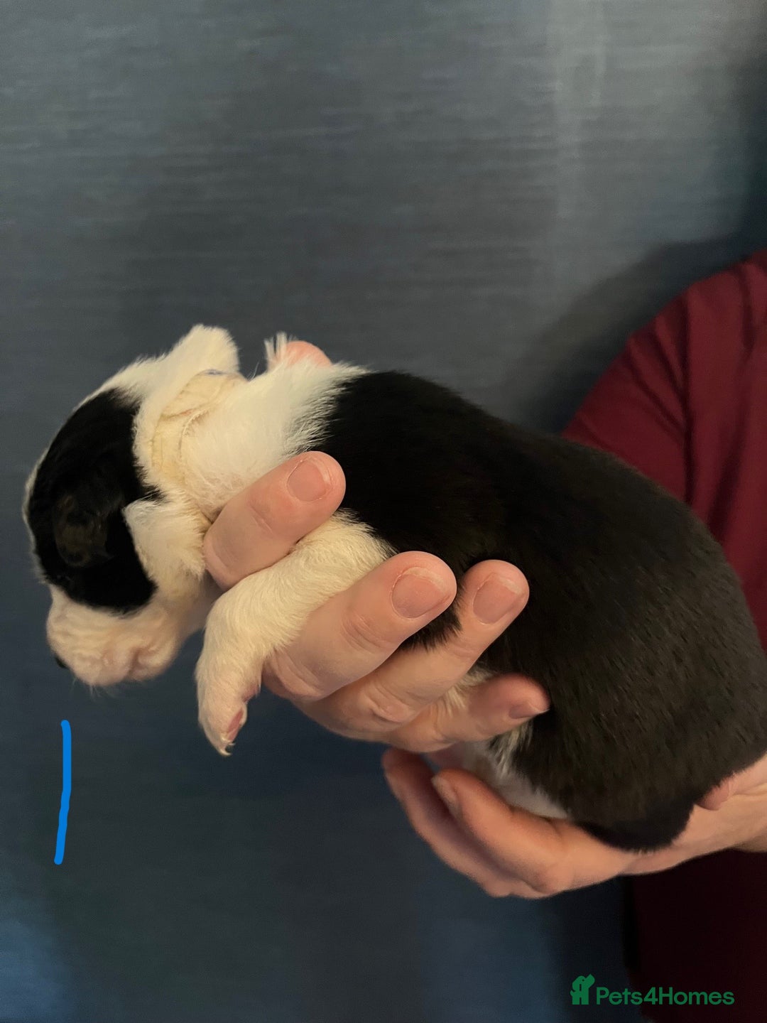 Border Collie dogs for sale: Border Collie Puppies - Image 3