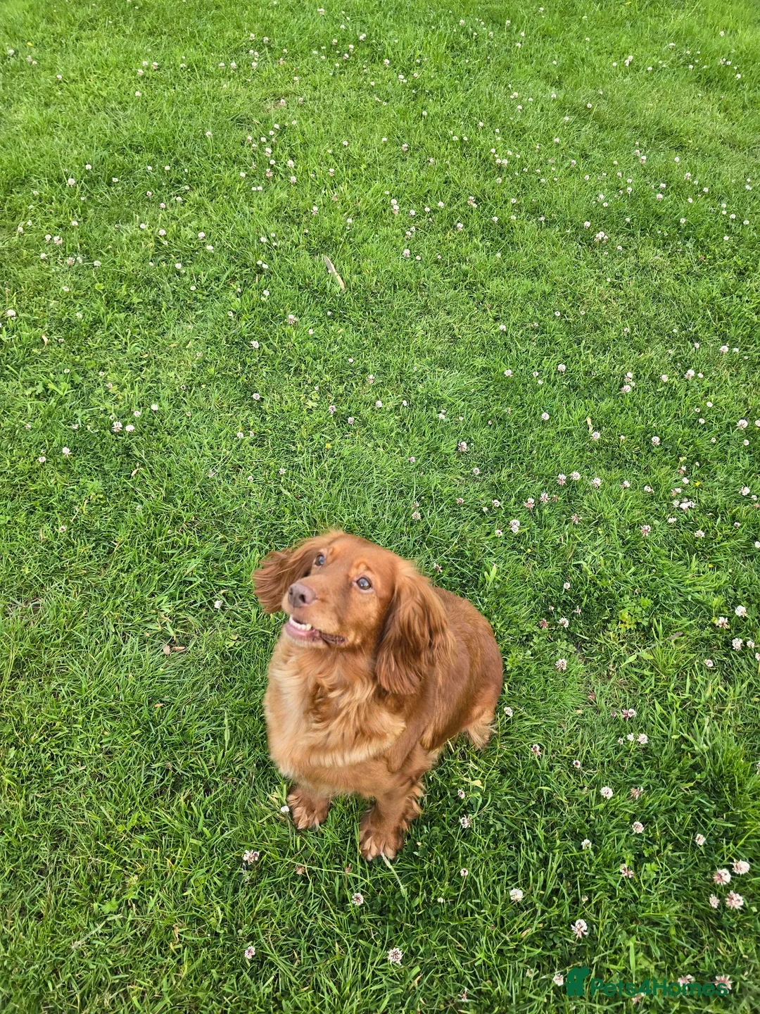 Cocker Spaniel dogs for sale: Farm raised working cocker spaniel puppies  - Advert 11