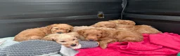 Cockapoo dogs for sale: Cockapoo puppies F1B  in Shrewsbury - Advert 14