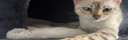 Bengal cats for sale: Snow Lynx Bengal Mix Kittens Need Home ASAP in Birmingham - Advert 1