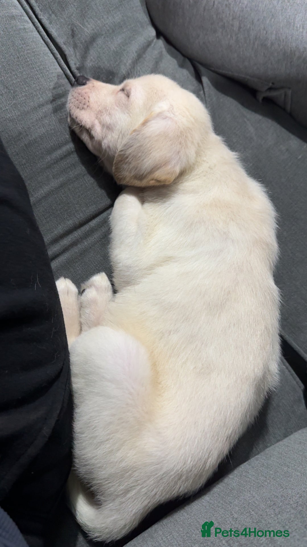 Labrador Retriever dogs for sale: 9 week old Labrador Puppies, - Advert 16