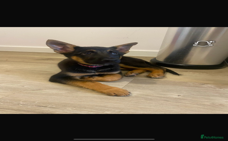 German Shepherd dogs - Advert 2