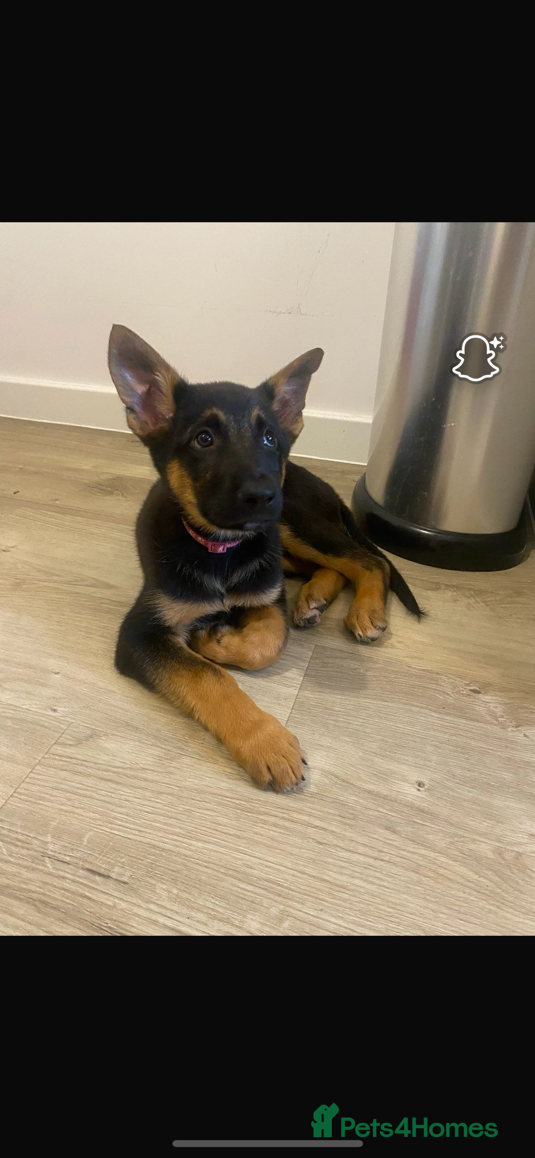 German Shepherd dogs for sale: Luna - German shepherd  - Image 1