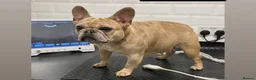 French Bulldog dogs for sale: 4 BEAUTIFUL FRENCH BULLDOGS FOR CHEAP!!!! - Advert 24