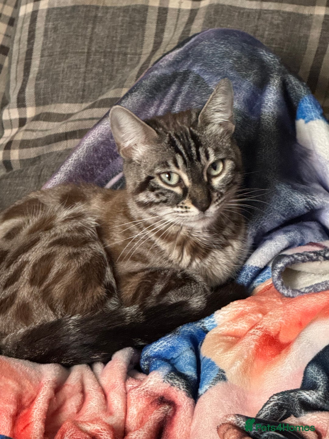 Bengal cats for sale: Beautiful Girl Looking For A New Home - Advert 2