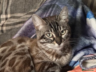 Bengal cats Beautiful Girl Looking For A New Home - Advert 1