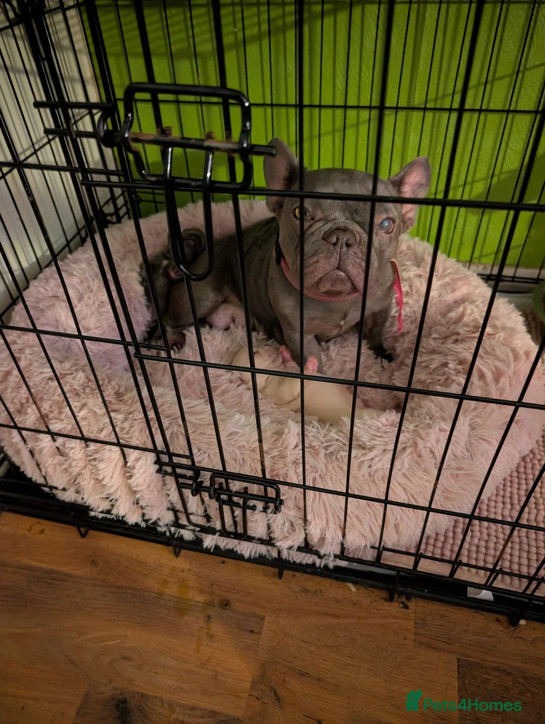 French Bulldog dogs for sale: French bulldog puppies in Peterlee - Advert 2