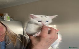 Mixed Breed cats for sale: Kitten for sale  - Image 1