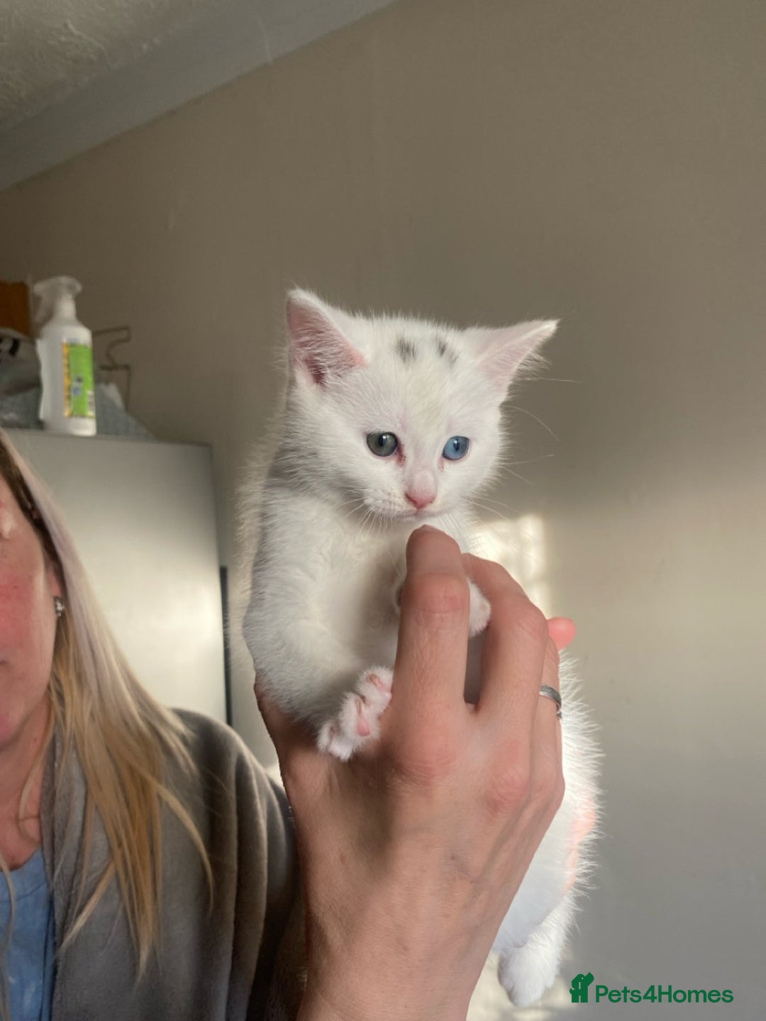 Mixed Breed cats for sale: Kitten for sale  - Image 1