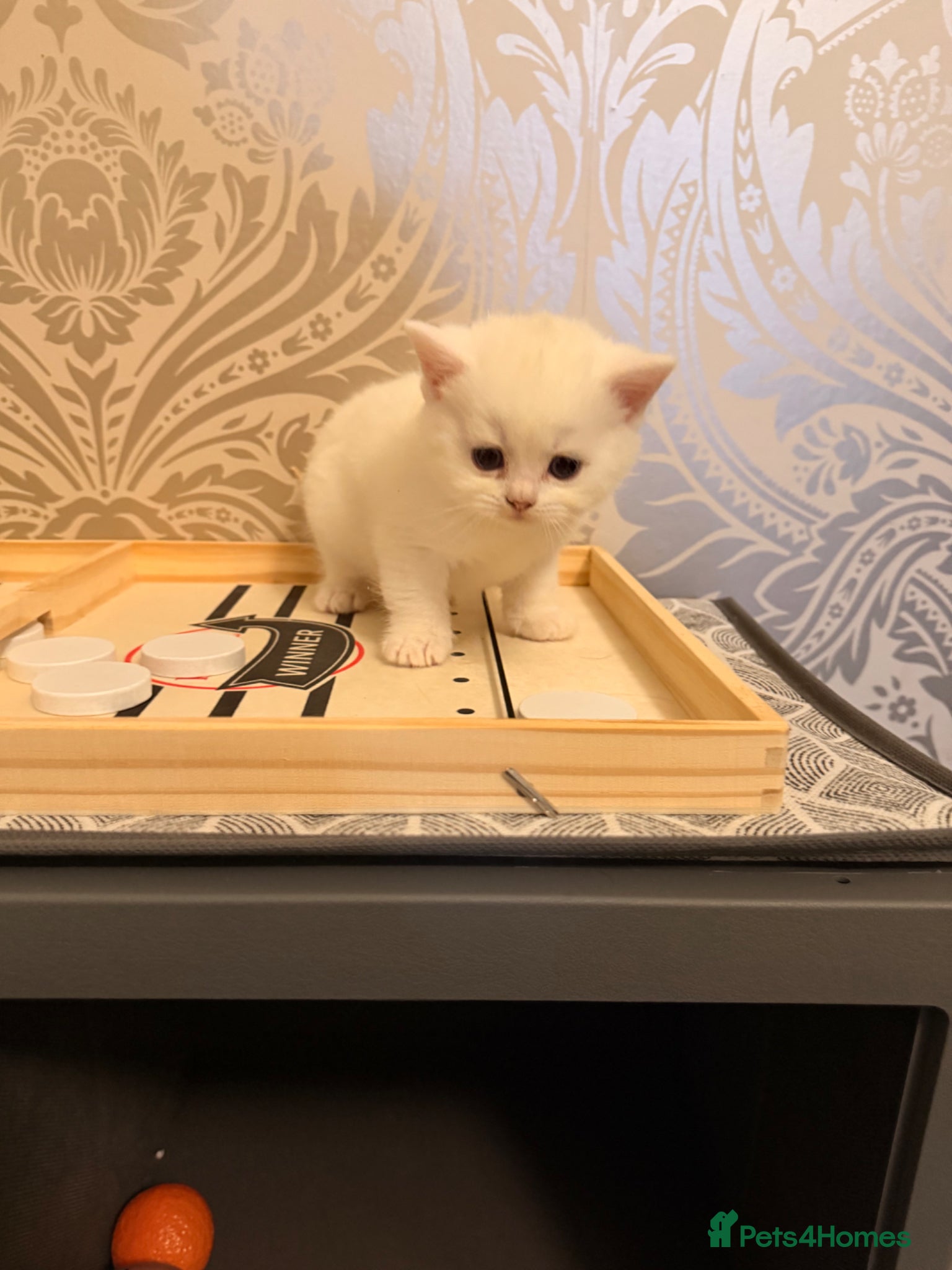 British Shorthair cats Stunning kittens looking for their forever home💙 - Advert 2