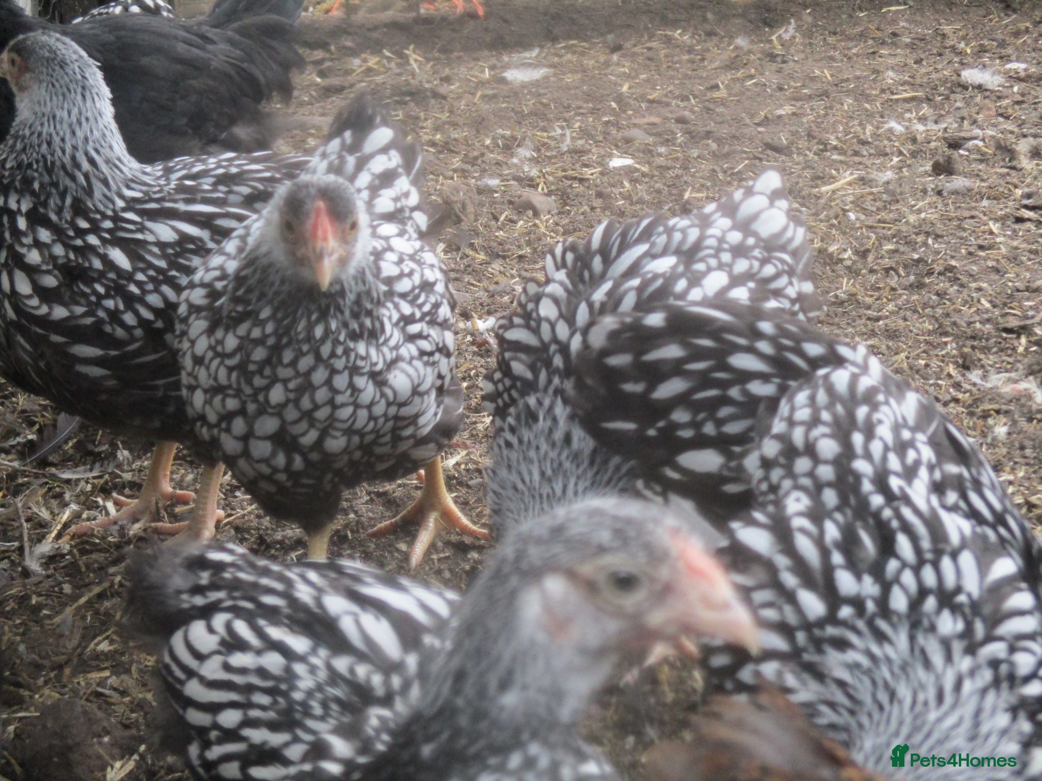 Chickens poultry Quality Silver Laced Wyandotte Bantam Pullets - Advert 7
