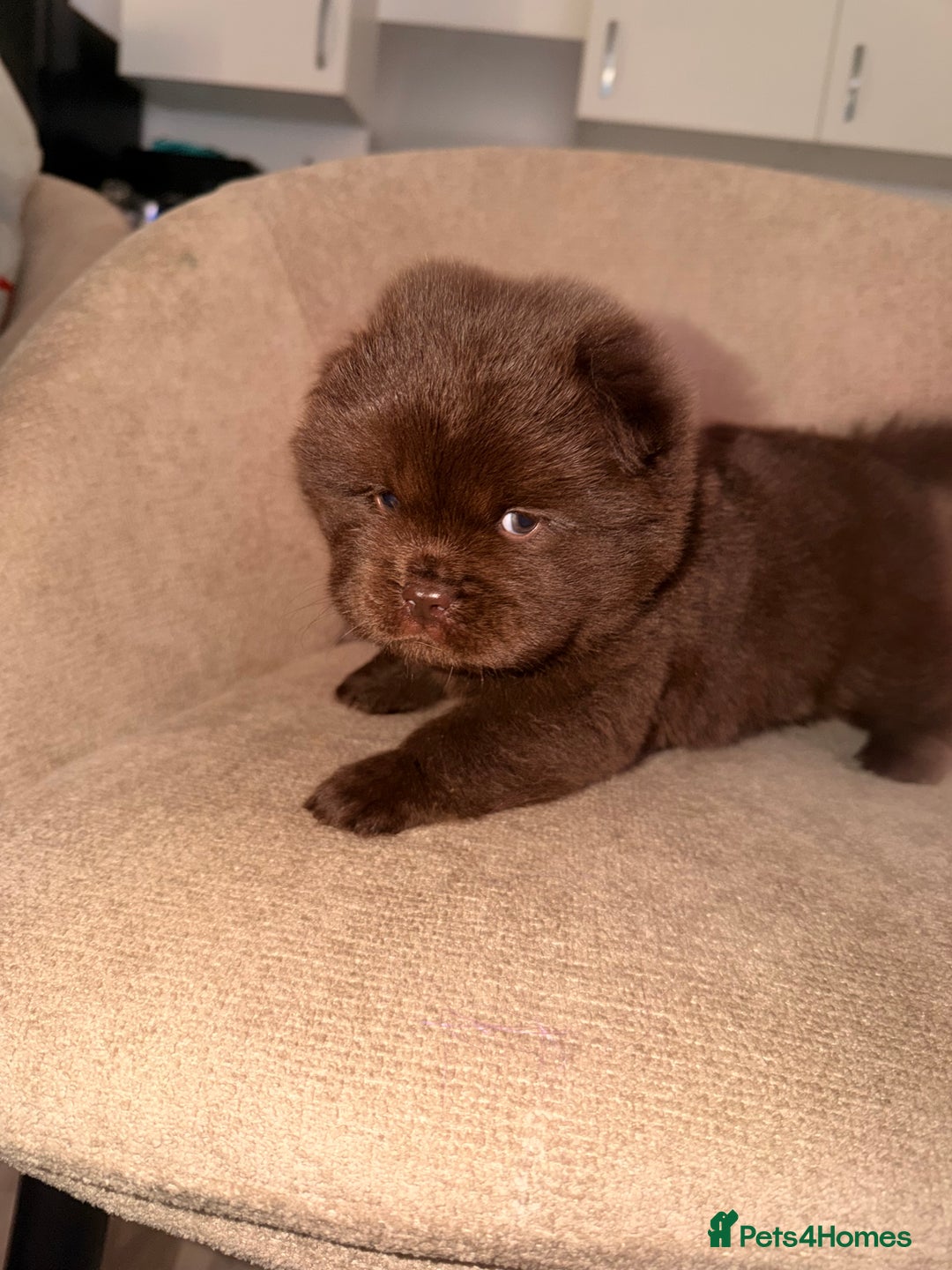 Chow Chow dogs for sale: 3 chow chow males available to reserve  - Advert 3