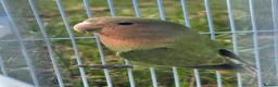 Lovebirds birds for sale: Baby love bird with cage [peaches] in Tonbridge - Advert 5