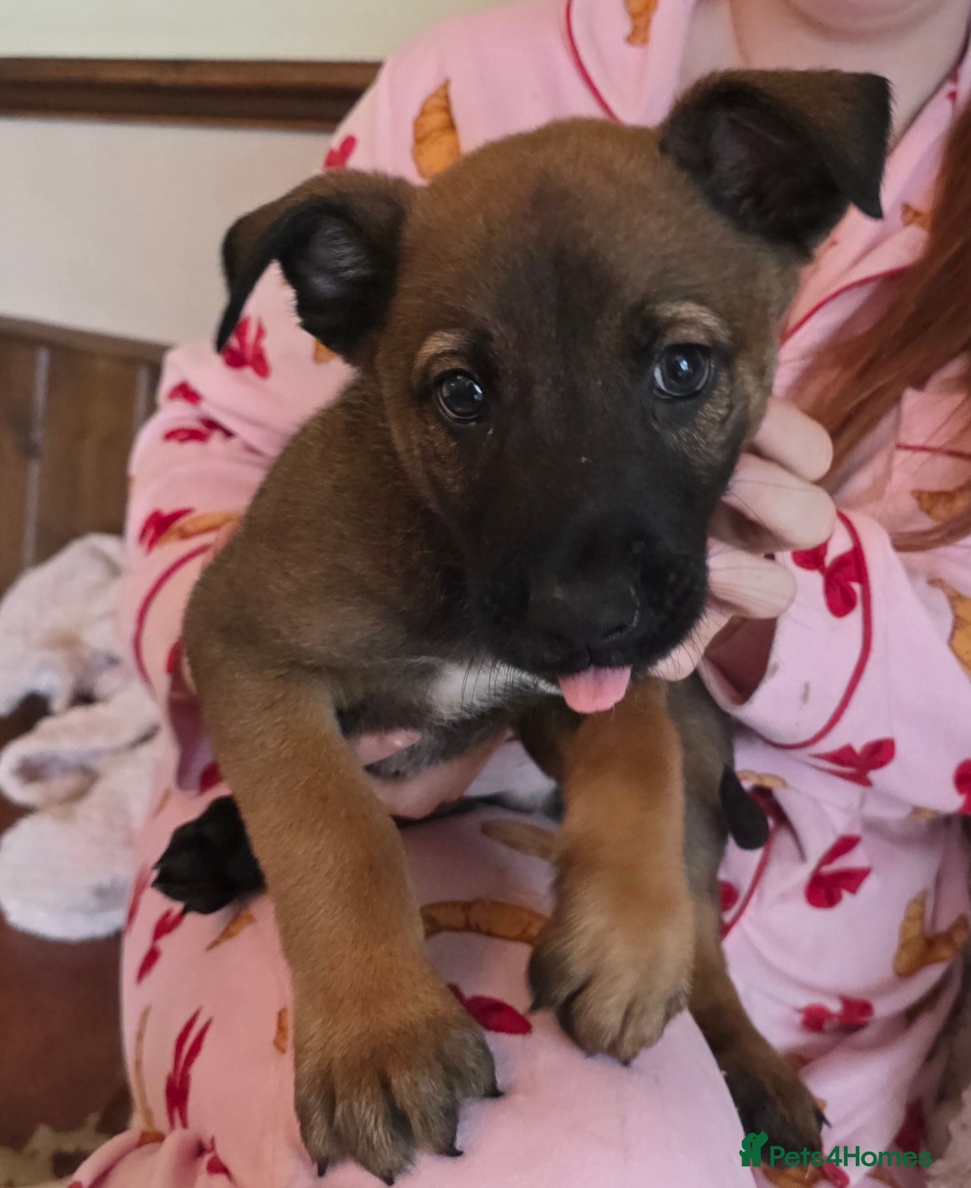 Belgian Shepherd Dog dogs 🔥🔥LAMPAK9 🇧🇪  Belgian Malinois 🔥🔥 - Advert 2