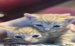 British Shorthair cats for sale: Kittens - Image 3
