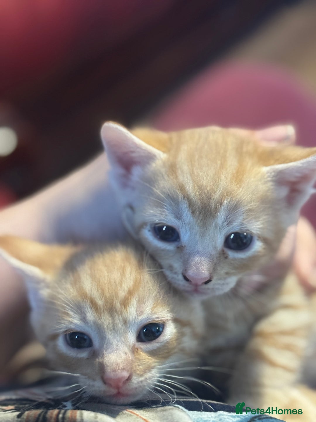 British Shorthair cats for sale: Kittens - Image 3