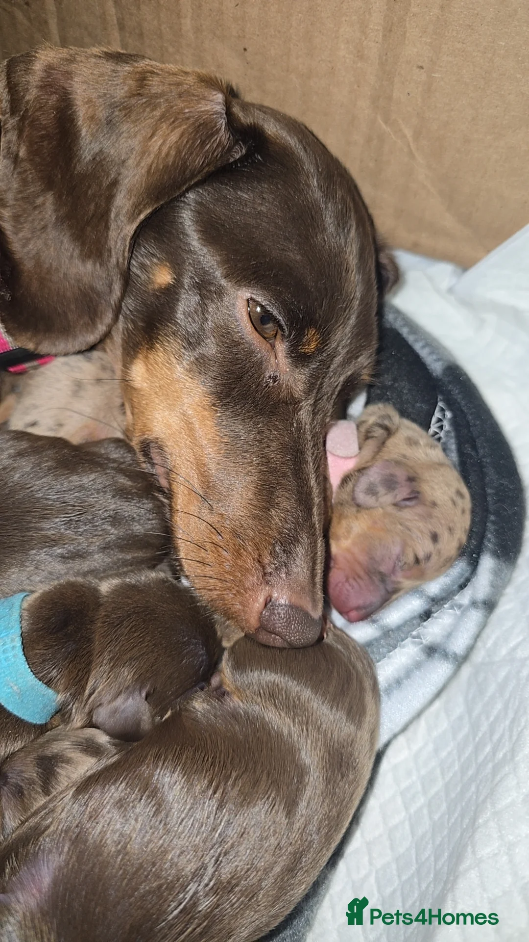 Miniature Dachshund dogs for sale: KC registered miniature dachshund - Advert 2