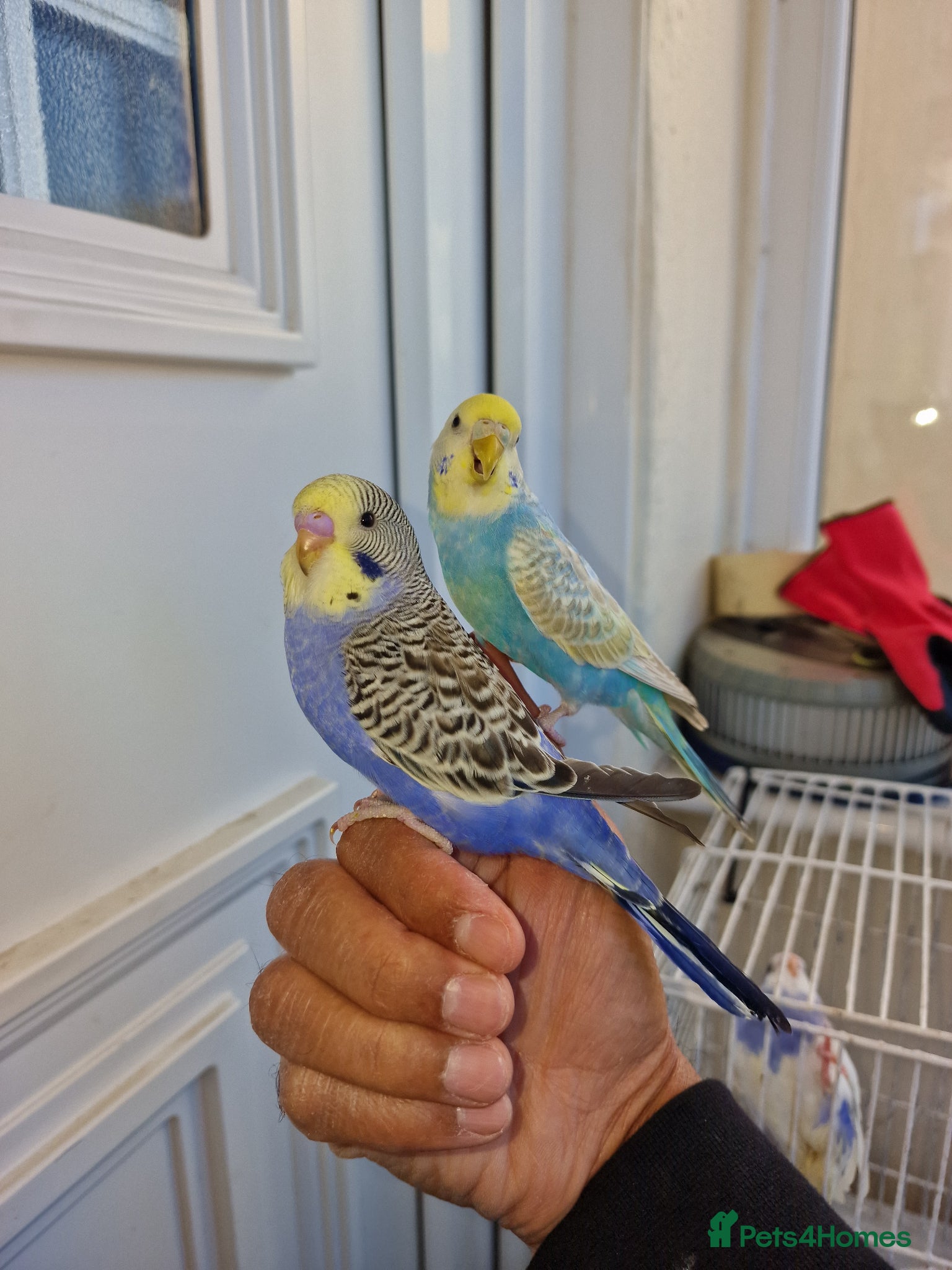 Budgerigars birds Super hand tamed baby budgies for sale  - Advert 18