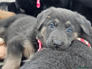 German Shepherd dogs - Advert 7