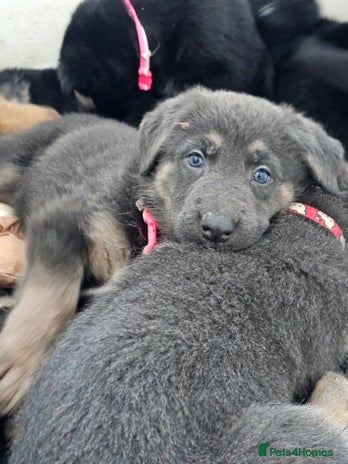 German Shepherd dogs - Advert 4