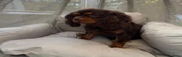 Cavalier King Charles Spaniel dogs for stud: KC REG BROWN & TAN HEALTH TESTED CAV STUD  - Advert 4