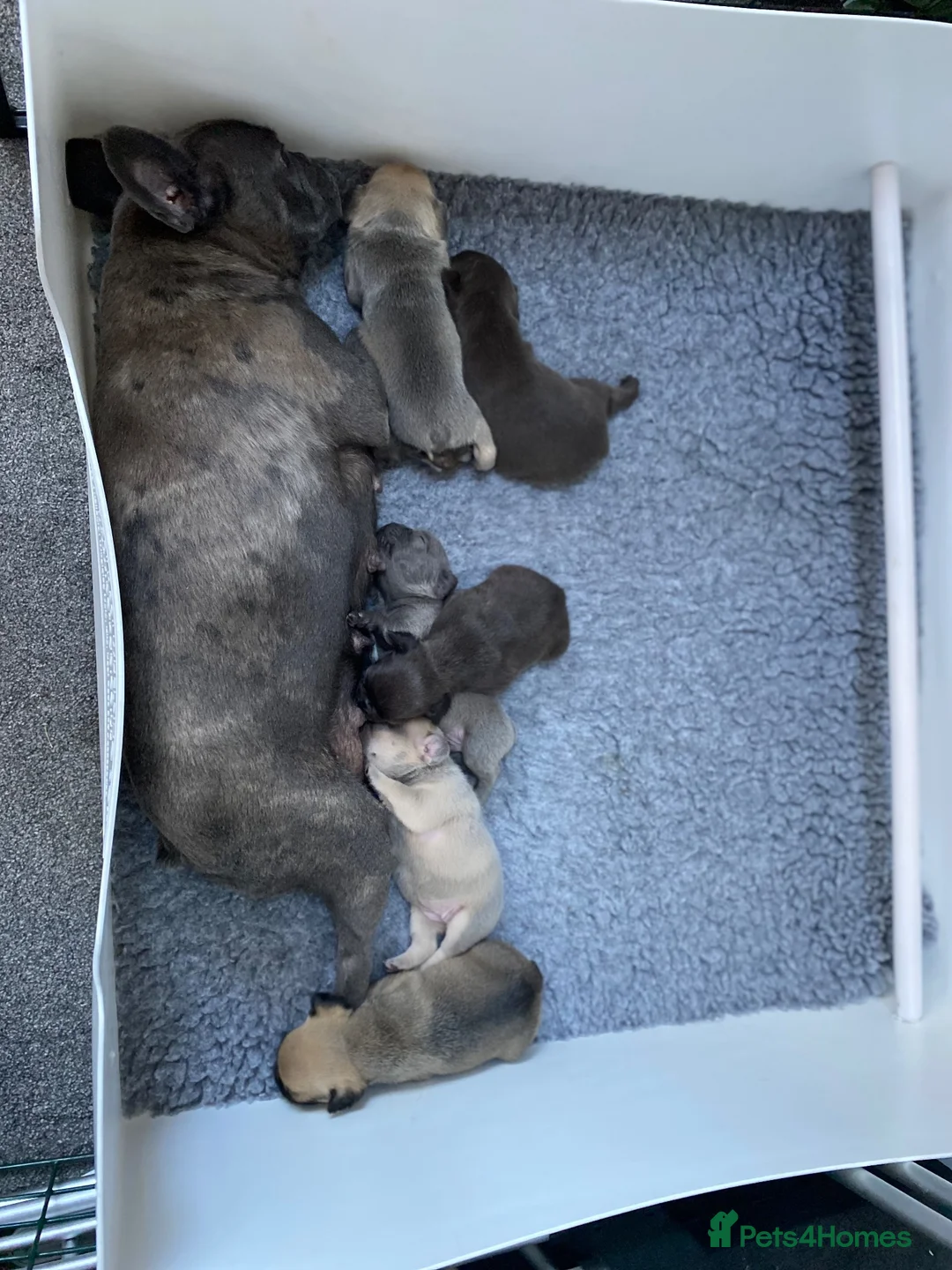 French Bulldog dogs for sale: 🐾 STUNNING KC REGISTERED FRENCH BULLDOG PUPPIES  - Advert 2