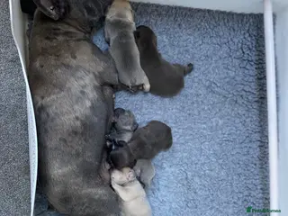 French Bulldog dogs 🐾 STUNNING KC REGISTERED FRENCH BULLDOG PUPPIES - Advert 4