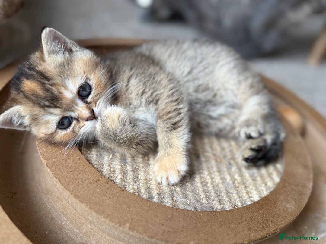 British Shorthair cats for sale: BSH champion lines - Image 18