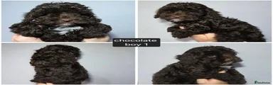 Chocolate boy 1
