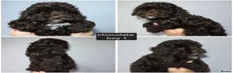 Cockapoo dogs for sale: Chocolate DNA Health Tested Cockapoos  - Advert 3