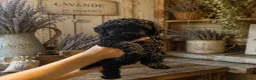 Cockapoo dogs for sale: 🐶Ready 23rd July🐶 Toy and min cockapoo F1bb. - Advert 23