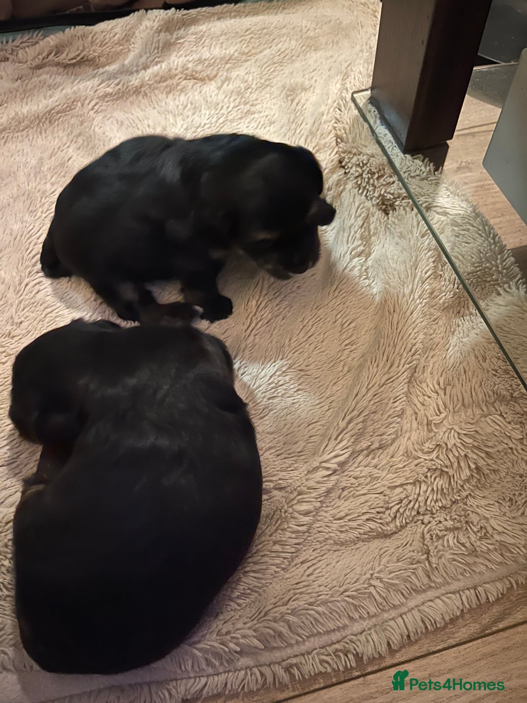 Mixed Breed dogs for sale: Adorable Morkie Poo puppies - Advert 11