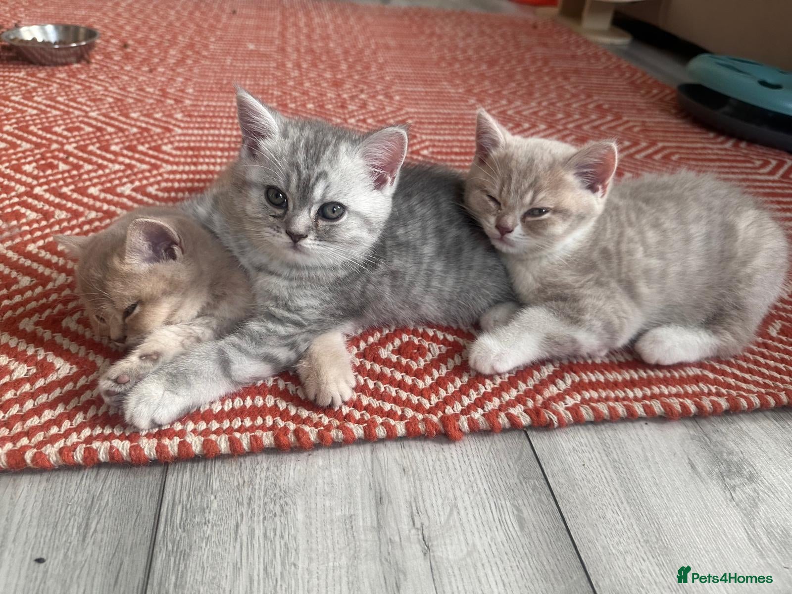 British Shorthair cats ​Rare Female BSH Kittens: Pedigree Parents Only  - Advert 2