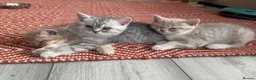 British Shorthair cats for sale: ​Rare Female BSH Kittens: Pedigree Parents Only  - Advert 2
