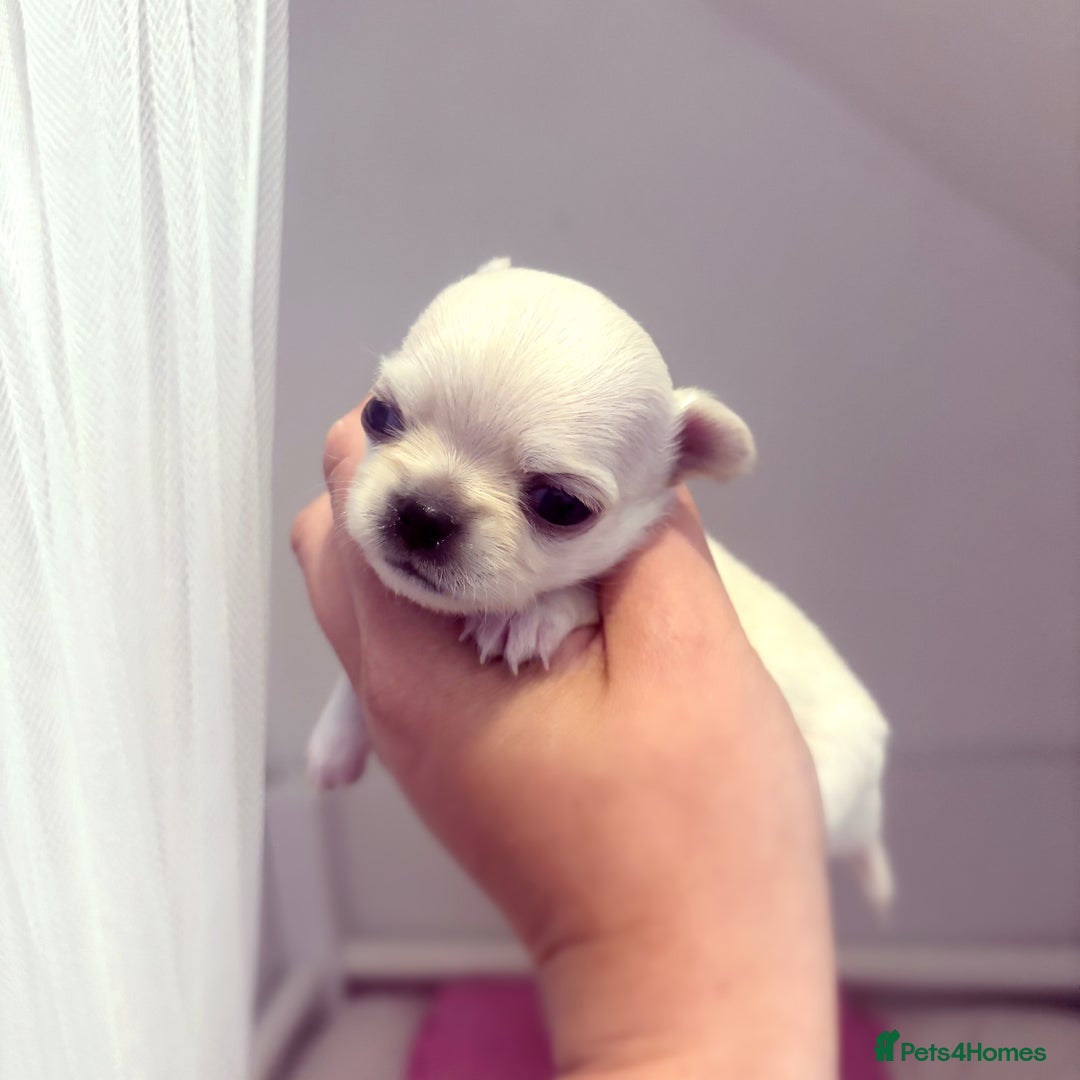 Chihuahua dogs for sale:  Beautiful pedigree chihuahua puppies KC champions - Image 3