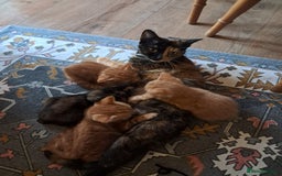 British Shorthair cats for sale: Kittens for loving home!  - Image 7