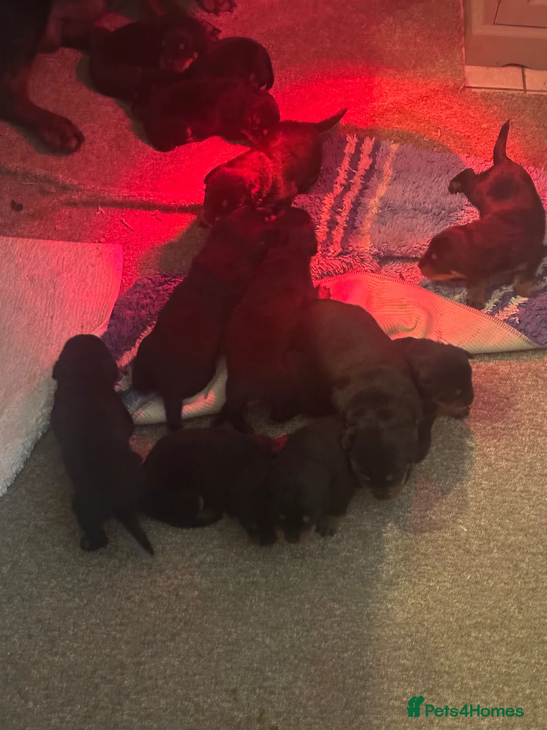 Rottweiler dogs for sale: Beautiful Rottweiler puppies  - Advert 8