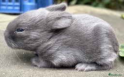 Mini Lop rabbits for sale: Rabbits for sale  - Image 7