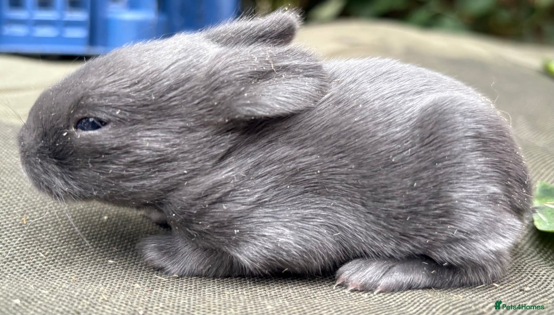 Mini Lop rabbits for sale: Rabbits for sale  - Image 7