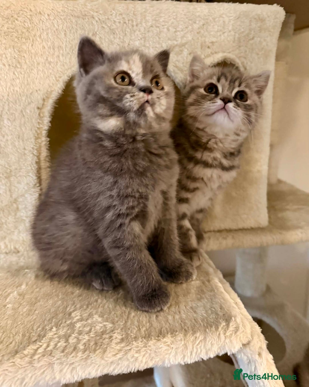British Shorthair cats for sale: British Shorthair Kittens - Advert 14