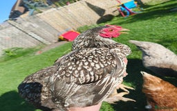 Chickens poultry for sale: 7 Chickens and young chickens for sale  - Image 8